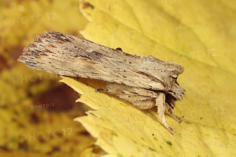 Pale Pinion
