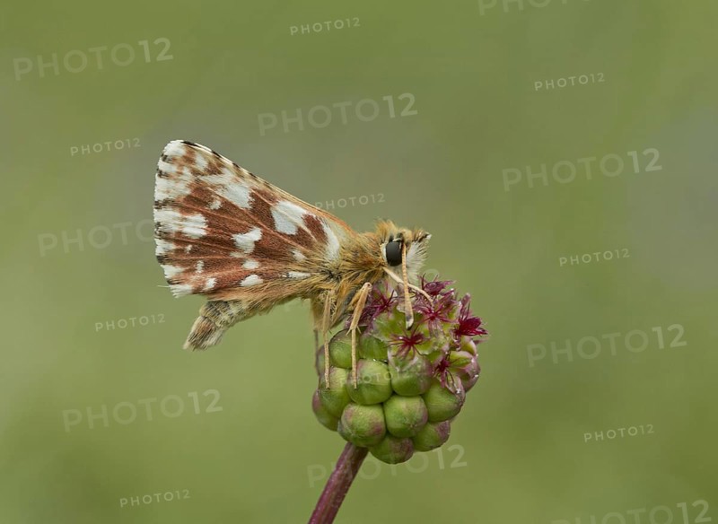 Red Underwing Skipper