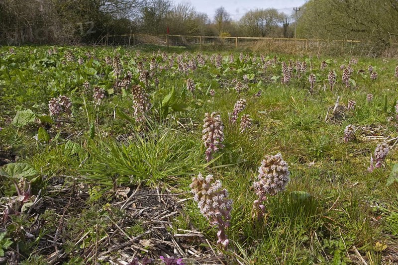 Common Butterbur