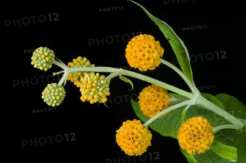 Ball butterfly bush