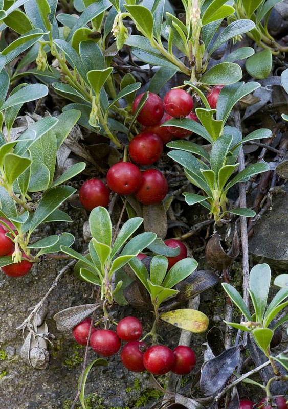 Bearberry