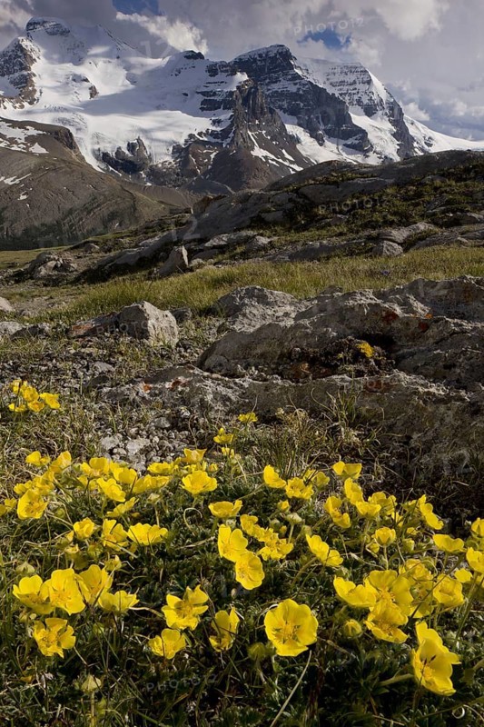 Snowy Cinquefoil
