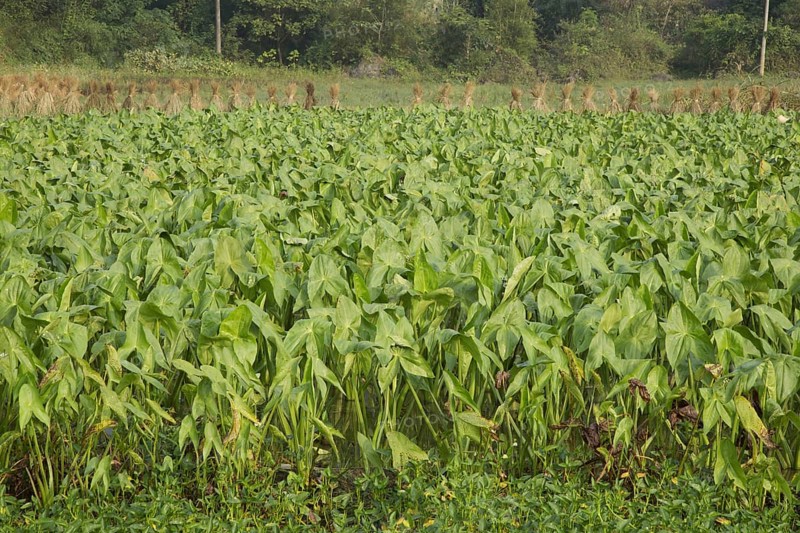 Harvest of taro