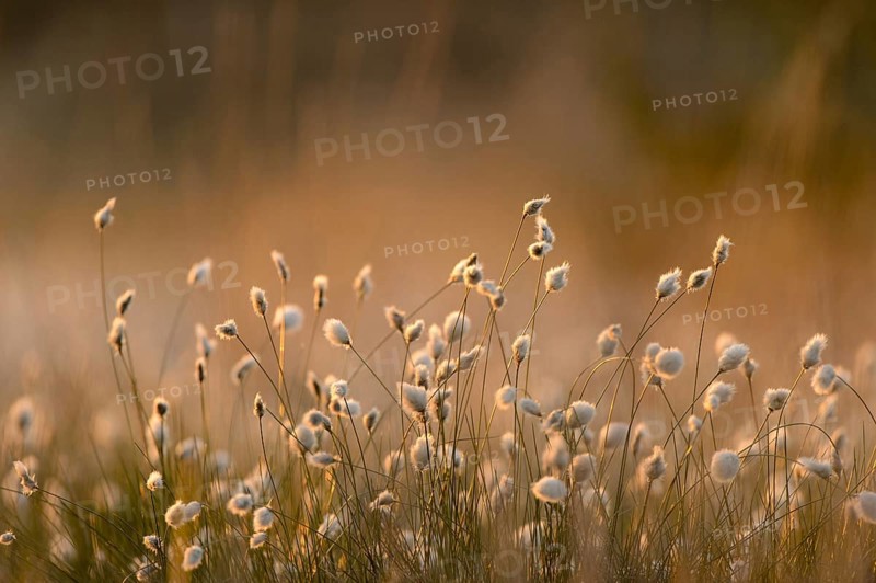 Common Cotton-grass