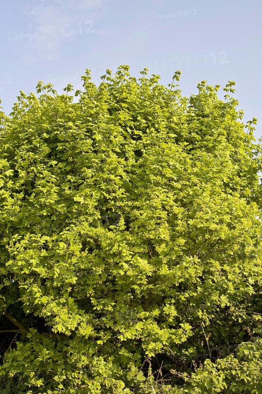 Field maple