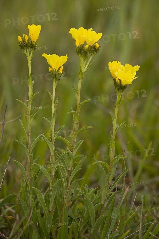 Yellow flax