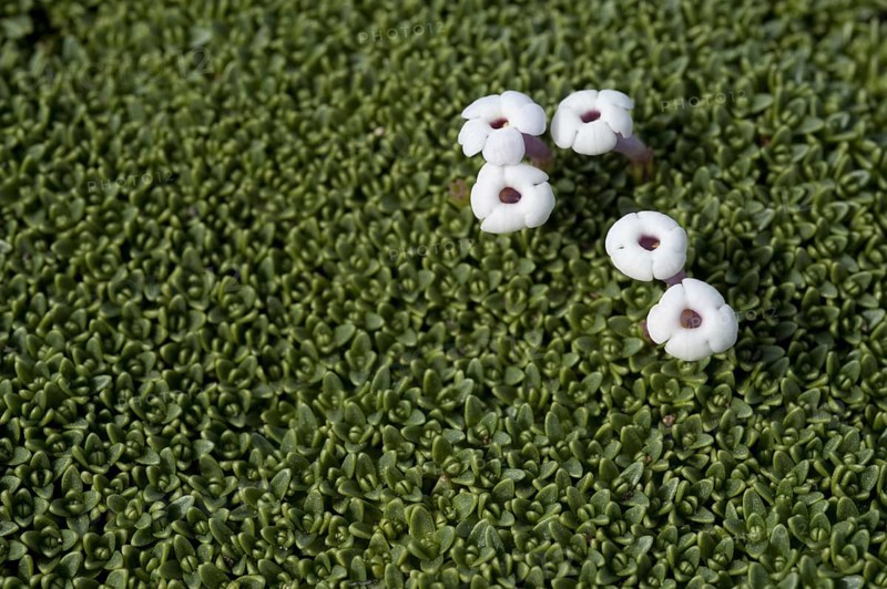 Flowering Benthamiella