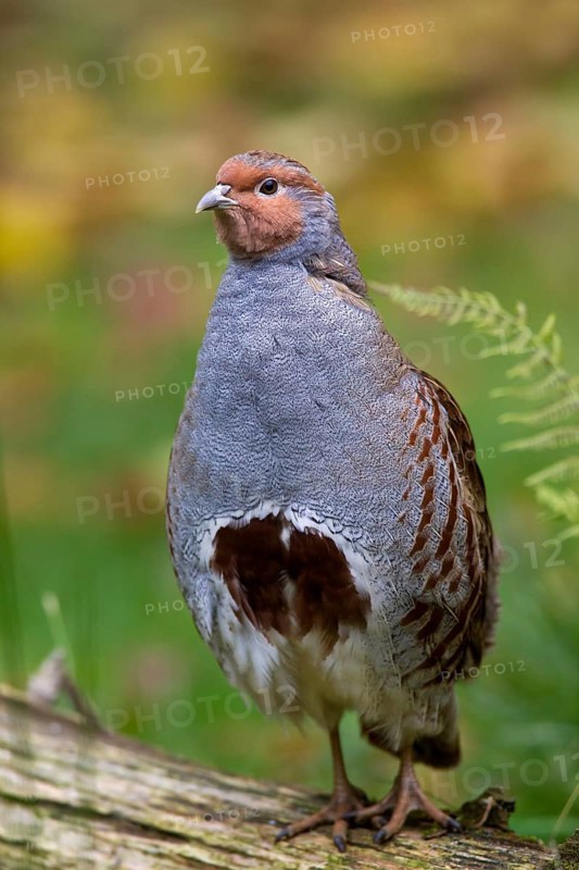 Partridge