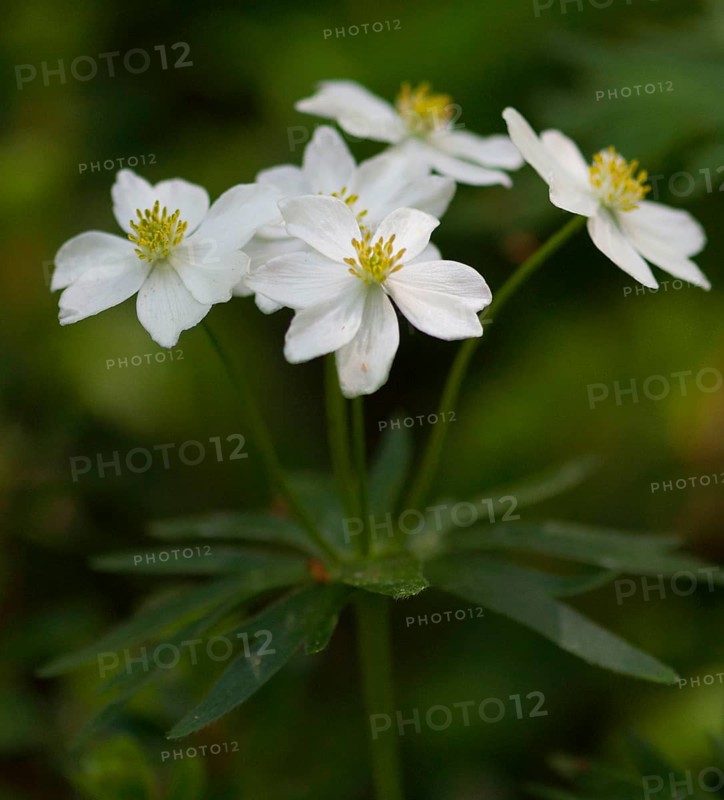 (Anemone narcissiflora)