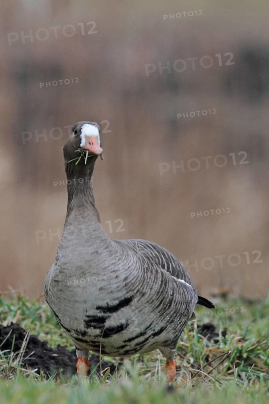 White-fronted Goose