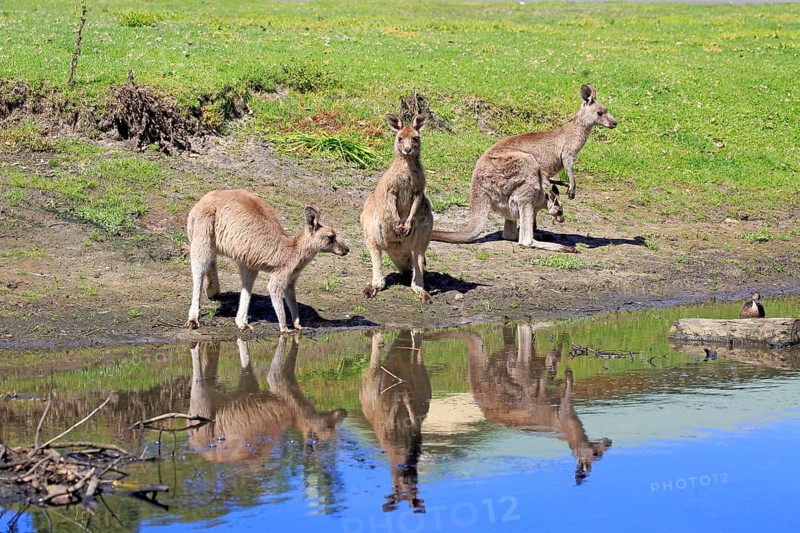 Eastern grey kangaroo