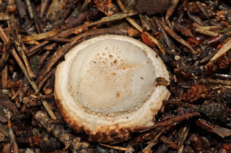 Pimpled Earth Star