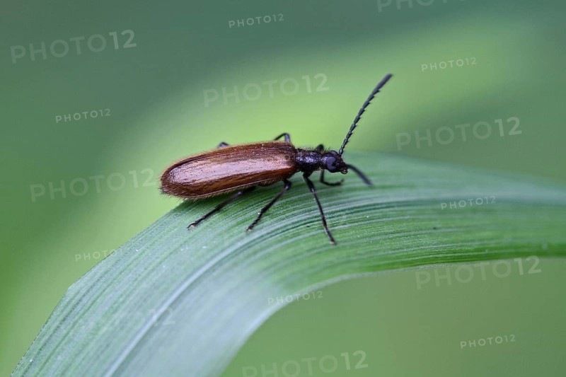 Darkling beetle