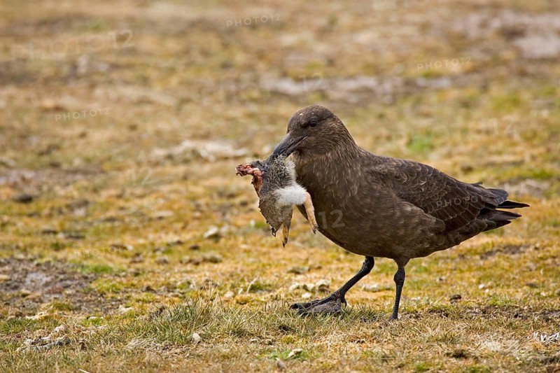 Stercorarius antarctica