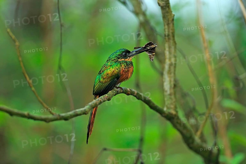 Rufous-tailed Jacamar