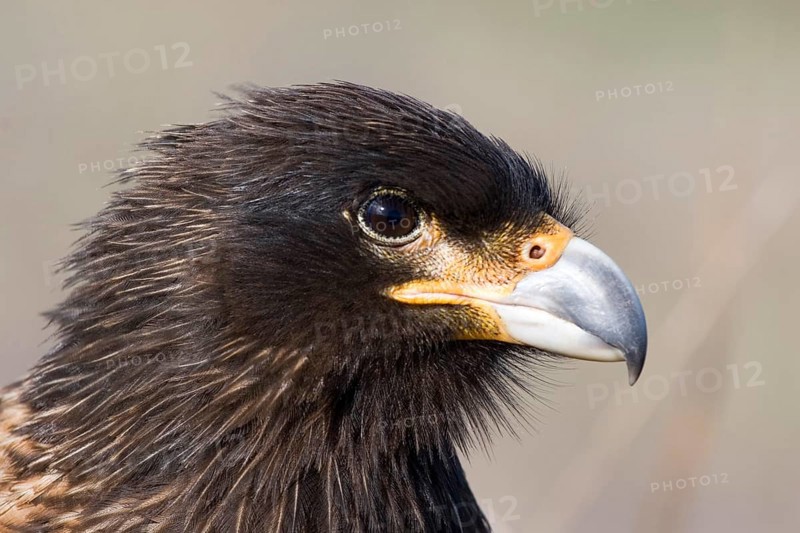 Striated Caracara