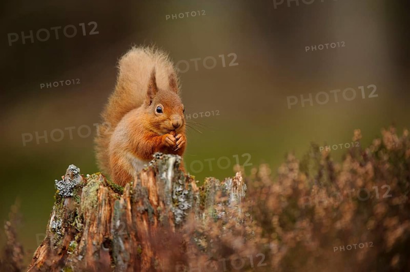 Eurasian red eurasian red squirrel