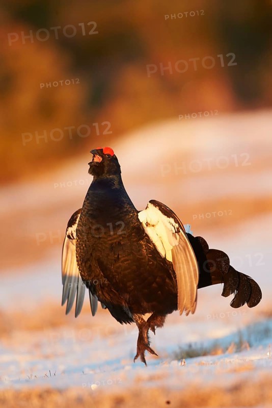 Black Grouse
