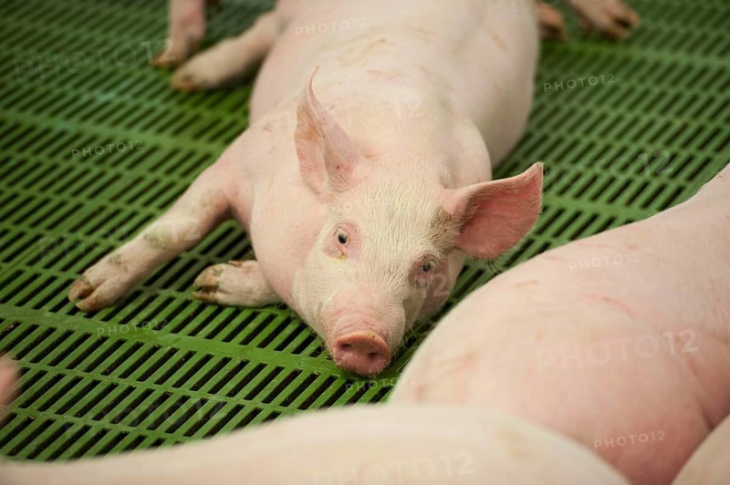 Pig farming