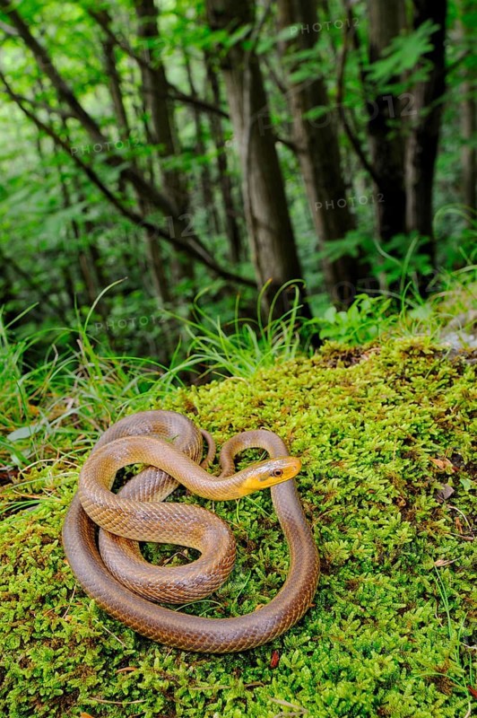 Aesculapian Snake