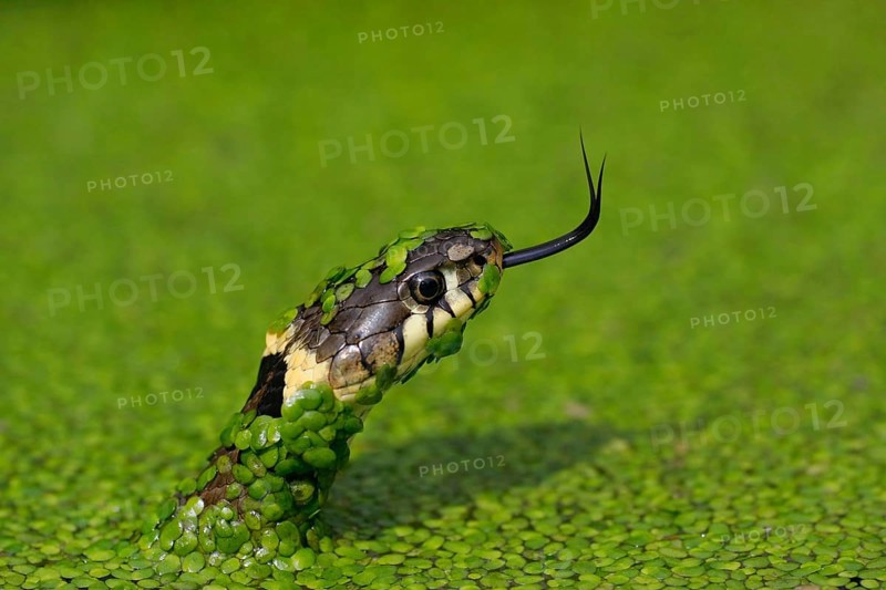 Grass snake
