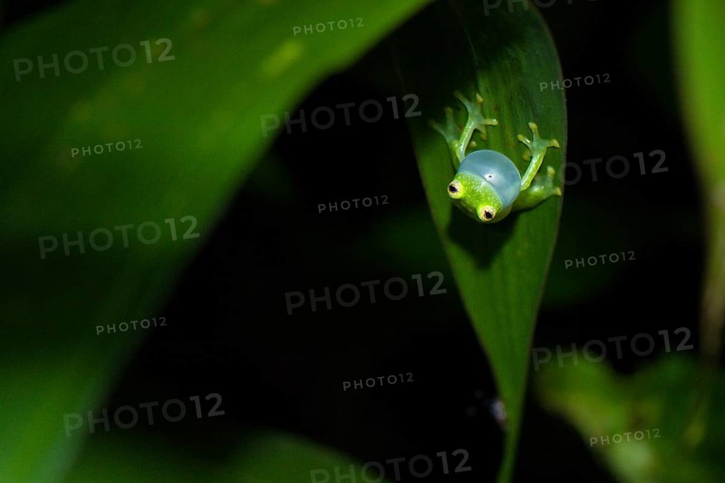 Berger's glass frog