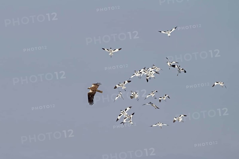 Western western marsh-harrier