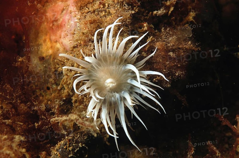 Sea anemone