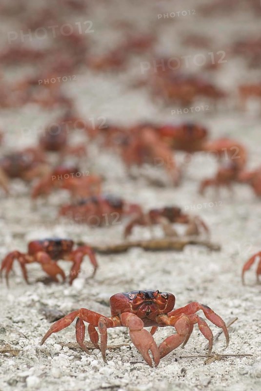 Christmas island red crab