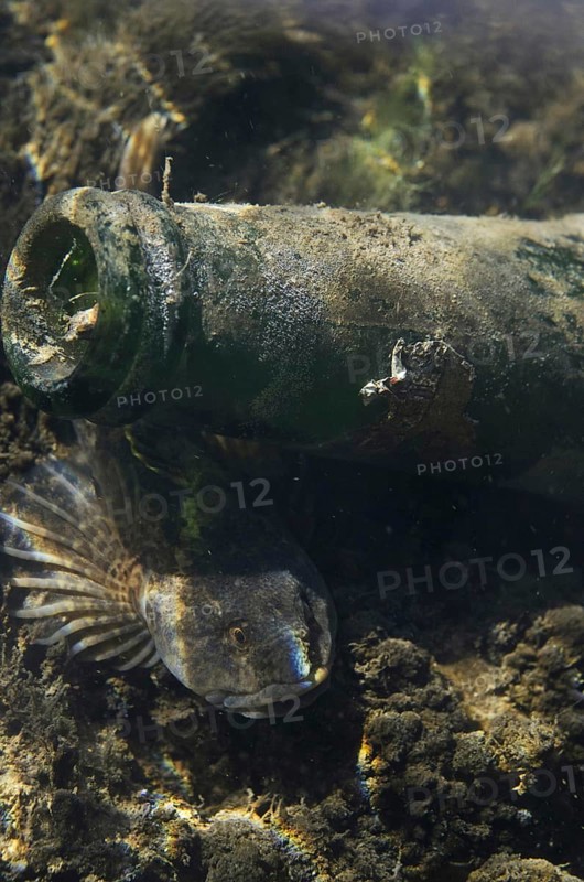 Bullhead