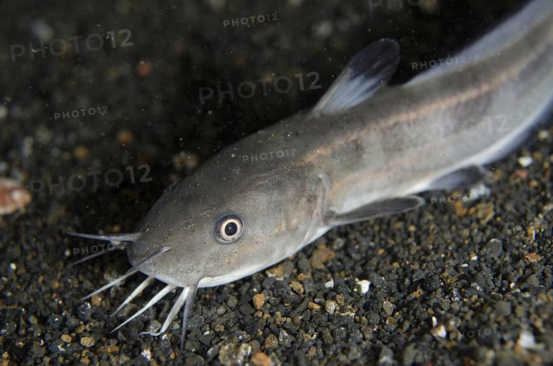 Striped Catfish