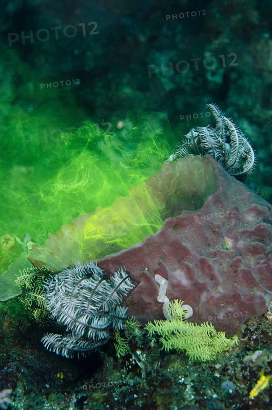Red barrel sponge