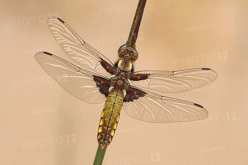 Broad-bodied Chaser