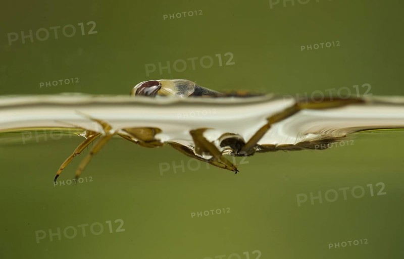 Common Water Boatman
