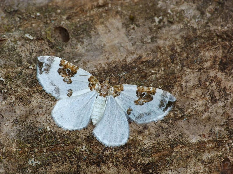 Blue-bordered Carpet