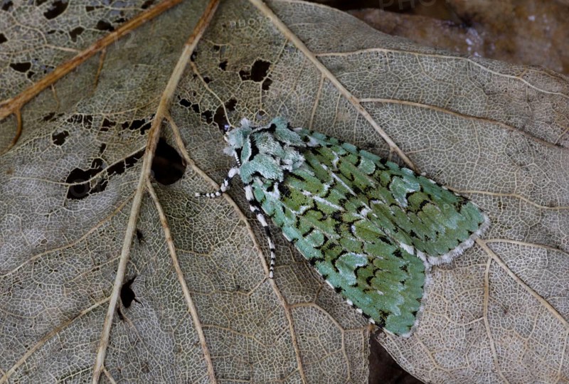 Merveille du Jour