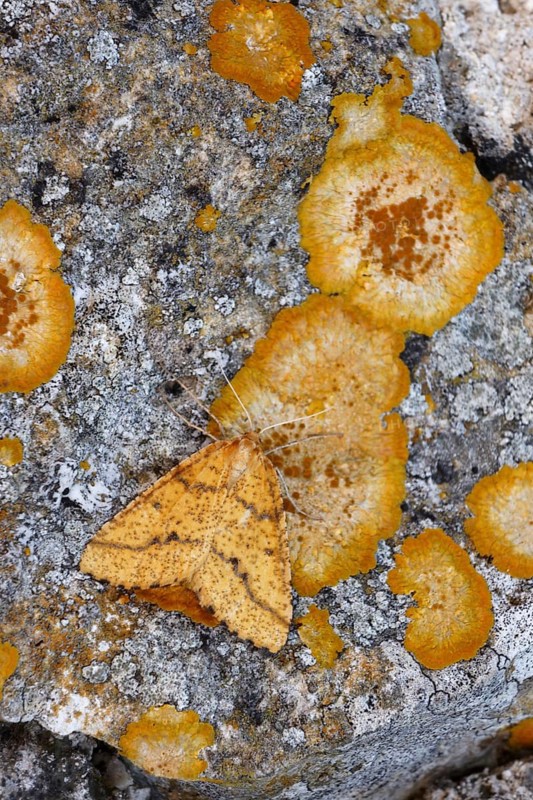 Yellow Beautiful aspitates ochrearia