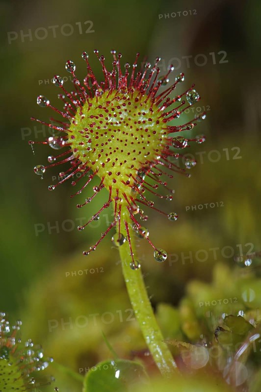 Round-leaved Sundew