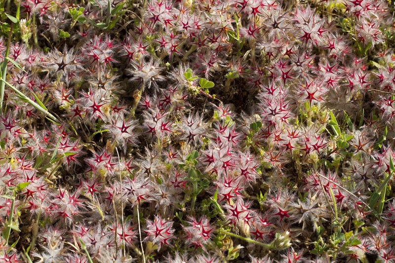 Starry clover