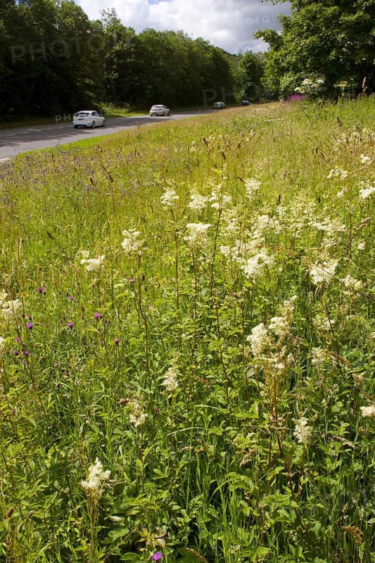 Meadowsweet
