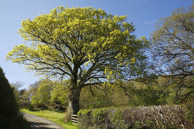 Sessile oak