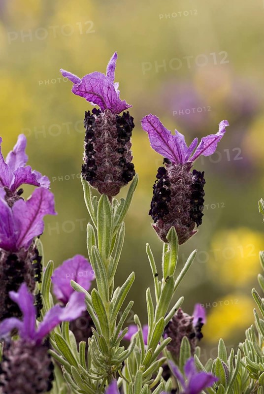French Lavender