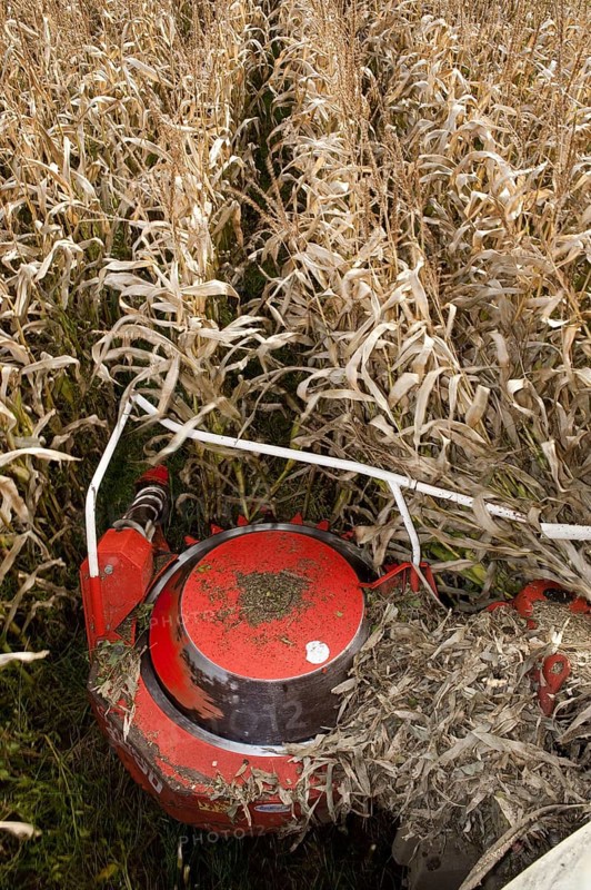 Maize