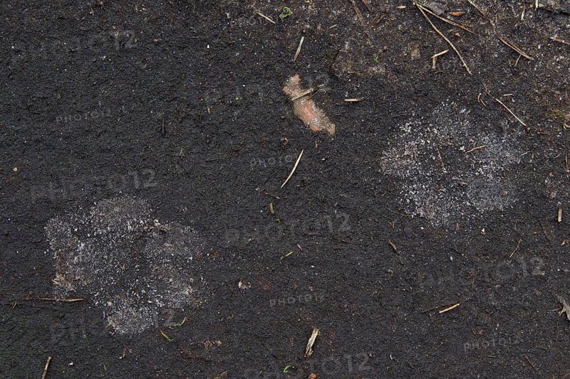 Close up of gray wolf
