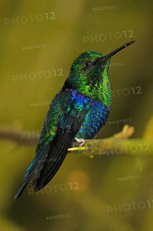 Green-crowned nymph
