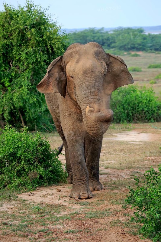 Sri lankan elephant