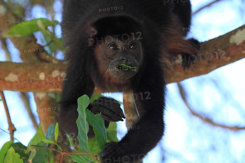 Mantled howler monkey