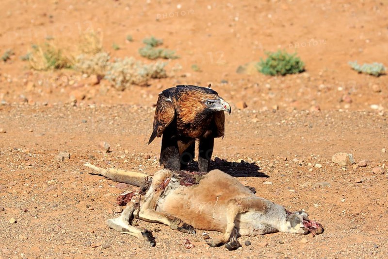 Wedge-tailed eagle