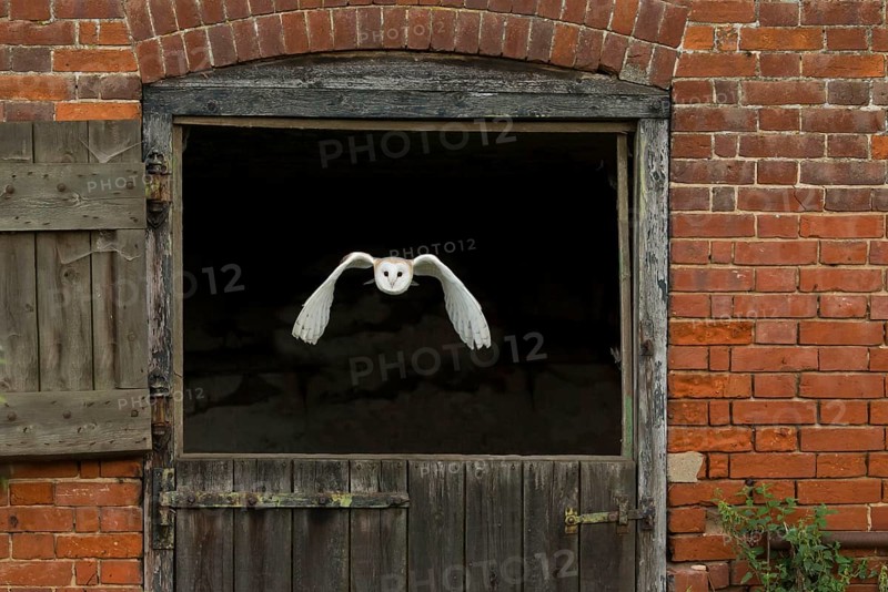 Common barn owl