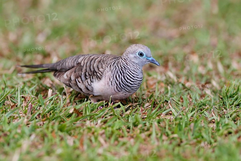 Peaceful Dove